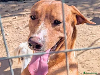 Meticcio cani CORFU' : APRITE QUELLA GABBIA a Provincia di Verona - Annuncio 18