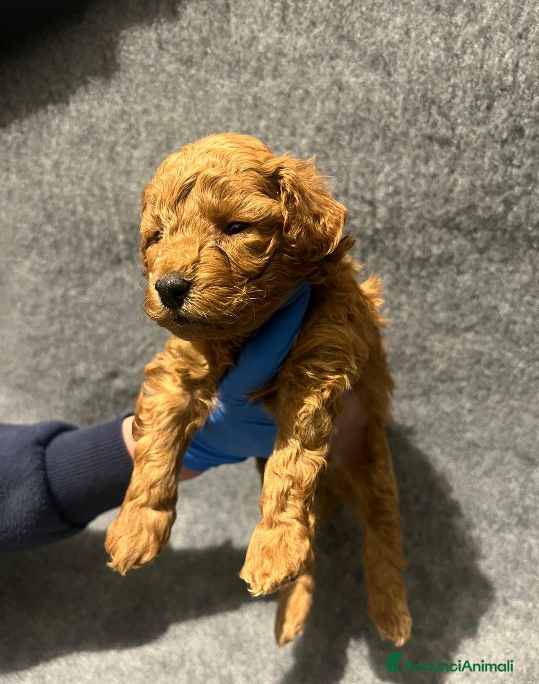 Barboncino Toy cani in vendita: 🏆 Cuccioli di barboncino ❤️Pronti a partire a Città metropolitana di Roma Capitale - Annuncio 3