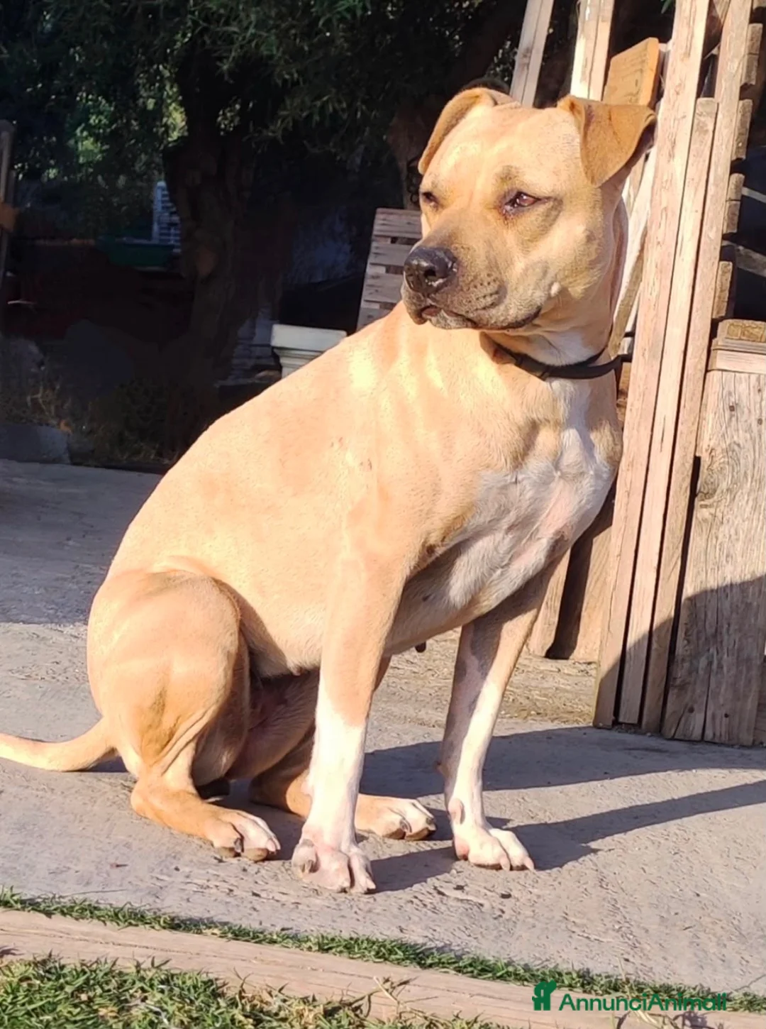 American Staffordshire cani in vendita: Cucciolo Amstaff  - Annuncio 2