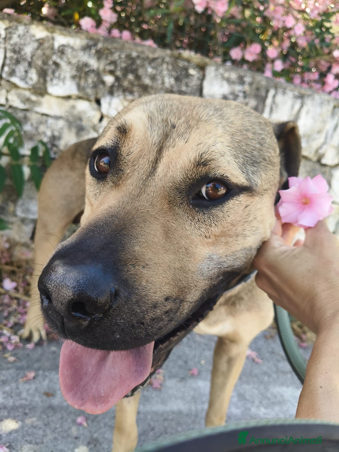 Meticcio cani in regalo: Bellissimo e dolcissimo Bobby - Annuncio 20