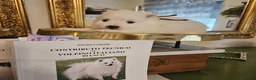 Volpino Italiano cani in vendita: Cuccioli di Volpino Italiano - Annuncio 11