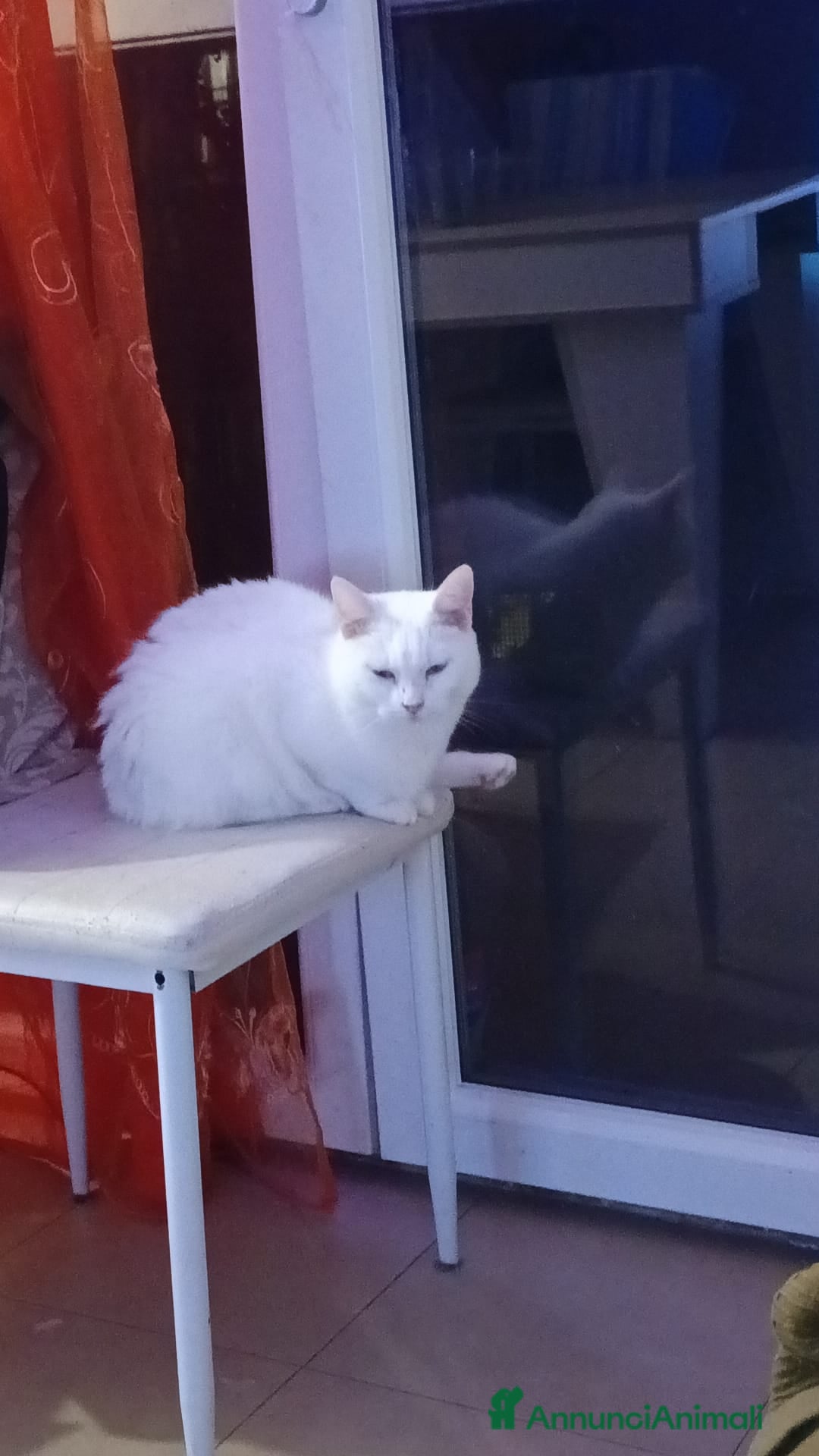 Meticcio gatti in regalo: Rebecca  - Annuncio 5