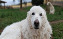 Pastore Maremmano cani in regalo: RINO, batuffolo tutto pelo e dolcezza - Immagine 4