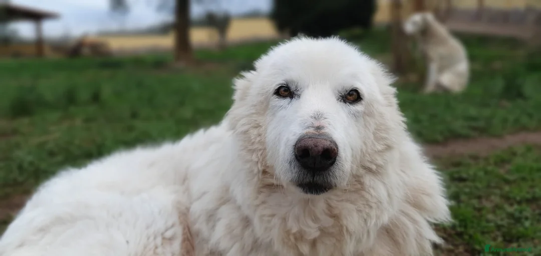 Pastore Maremmano cani in regalo: RINO, batuffolo tutto pelo e dolcezza - Annuncio 4
