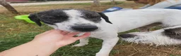 Meticcio cani in regalo: Fatima, cucciola strepitosa cera famiglia - Annuncio 6