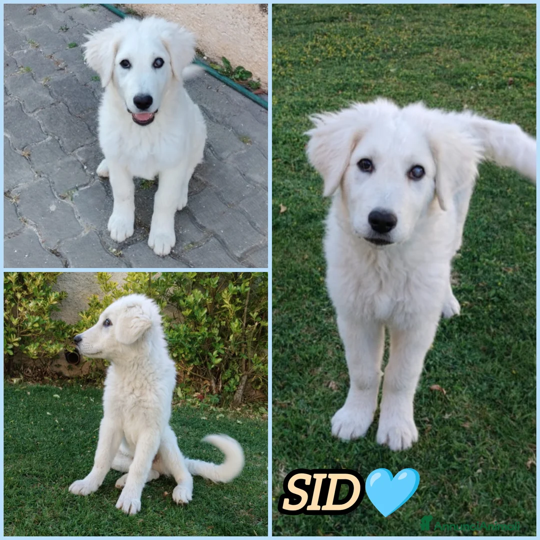 Meticcio cani in regalo: ADOZIONE DEL CUORE PER SID a Città Metropolitana di Firenze - Annuncio 2