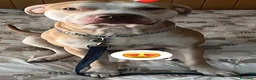Altre razze cani in regalo: Regalo AMSTAFF  a Provincia di Pavia - Annuncio 3