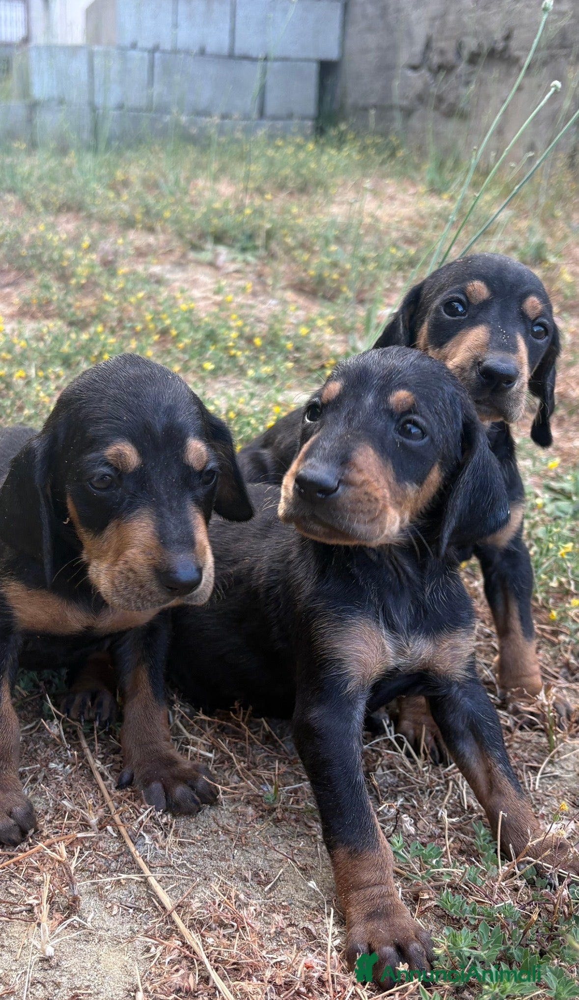Meticcio cani Cuccioli meticci  - Annuncio 1