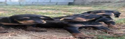 Meticcio cani in regalo: Cuccioli meticci  - Annuncio 1