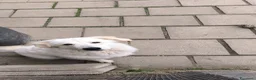 Pastore Abbruzzese Maremmano cani in regalo: Regalo un cucciolo pastore maremmano  - Annuncio 2
