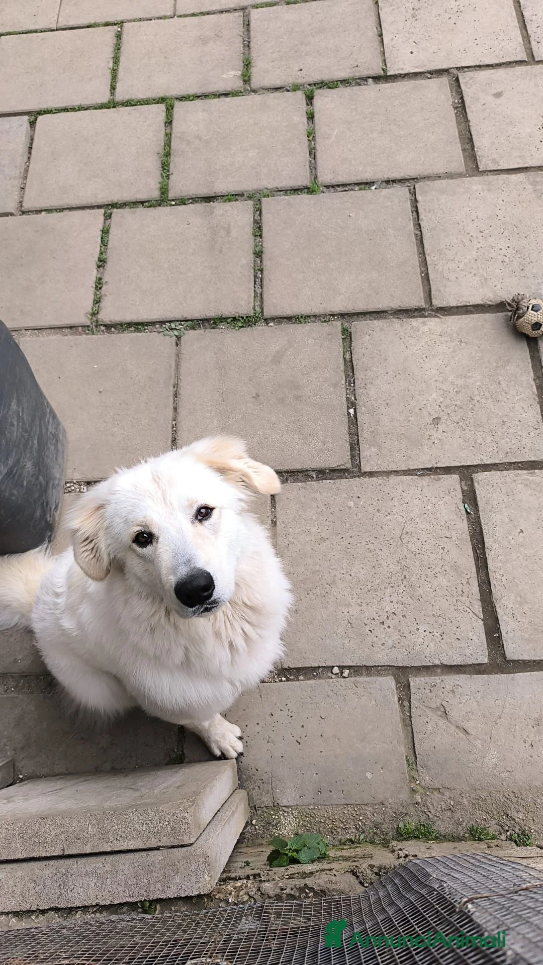 Pastore Abbruzzese Maremmano cani in regalo: Regalo un cucciolo pastore maremmano  - Annuncio 2