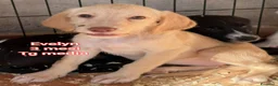 Meticcio cani in regalo: CUCCIOLI ABBANDONATI: EMERGENZA  a Città metropolitana di Milano - Annuncio 7