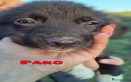 Altre razze cani in regalo: Cuccioli di 3 mesi cercano adozione urgente  a Provincia di Parma - Immagine 16