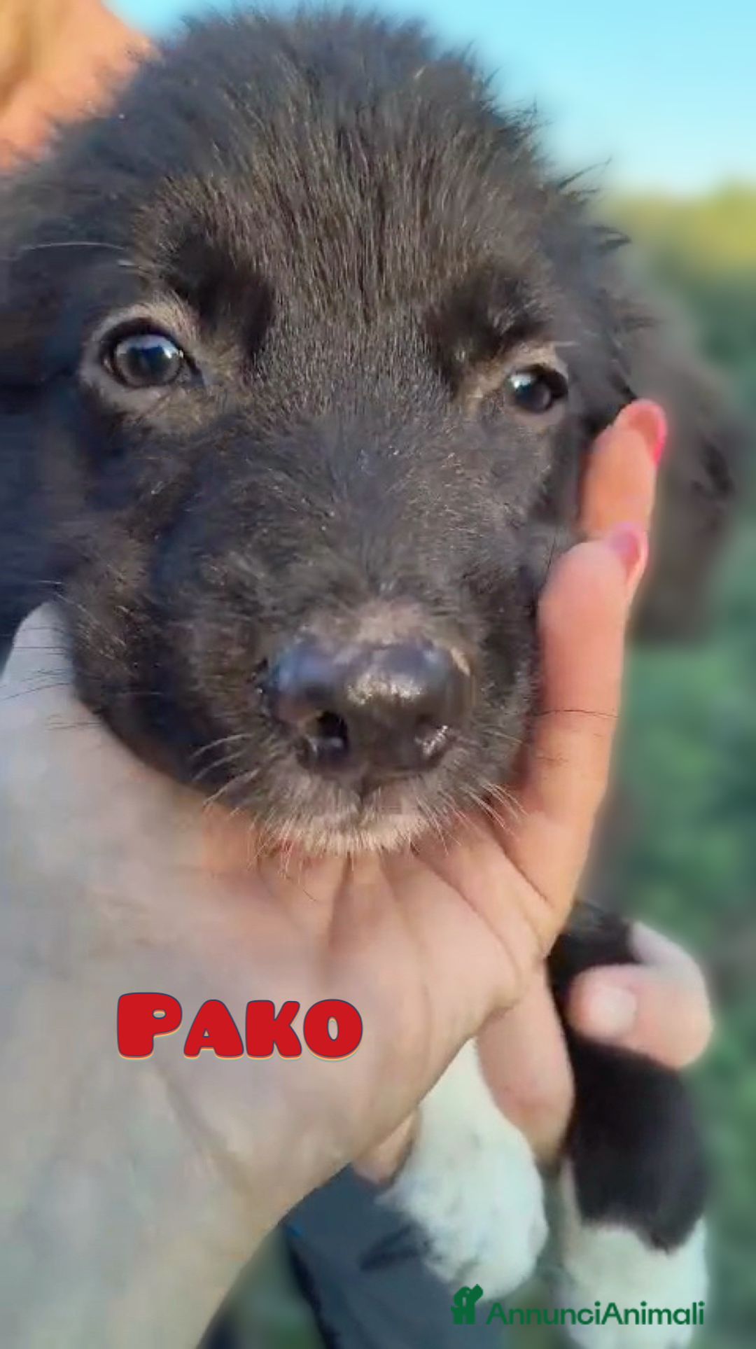 Altre razze cani in regalo: Cuccioli di 3 mesi cercano adozione urgente  a Provincia di Parma - Immagine 16