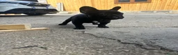 Bulldog Francese cani in vendita: bulldog francese nero cani animali  - Annuncio 4
