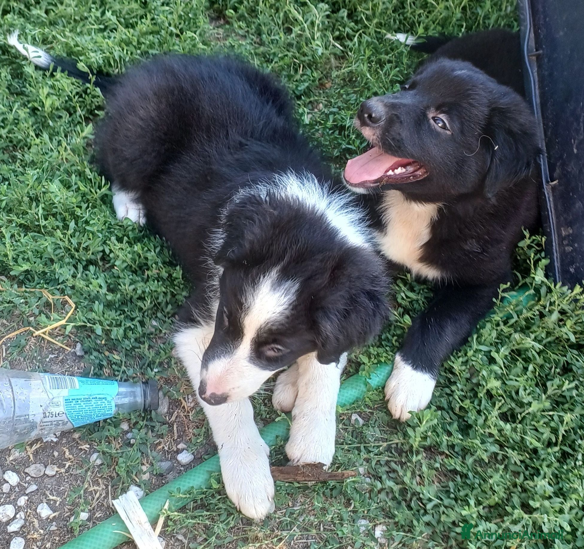Border Collie cani Cuccioli di border collie  - Annuncio 4