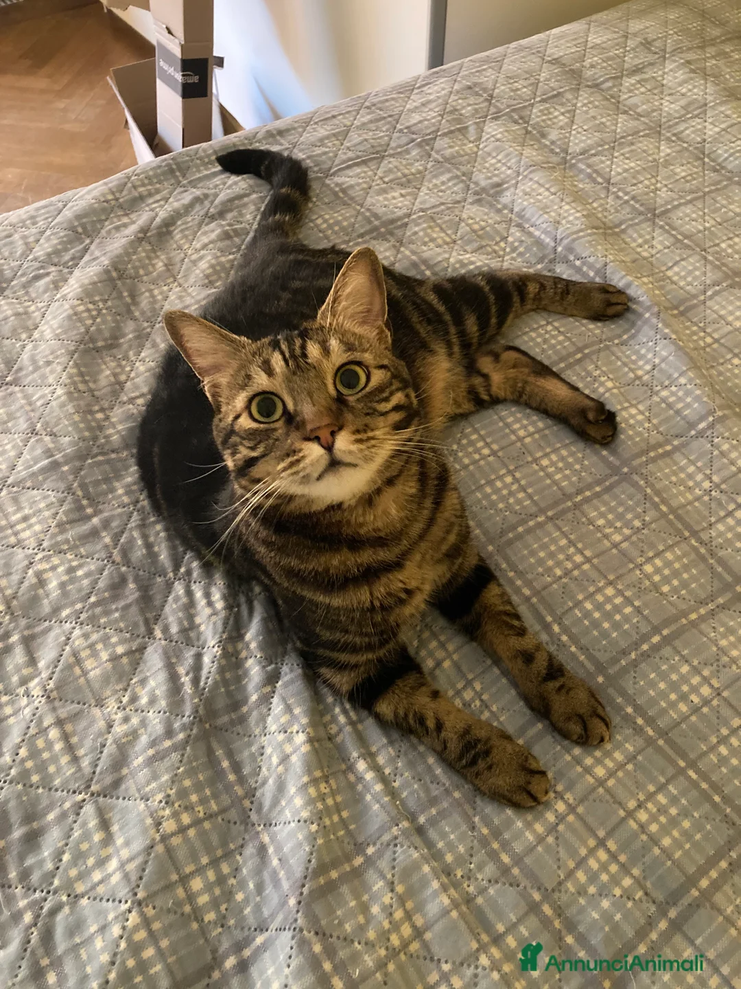Europeo gatti in regalo: Gatto maschio adulto (sterilizzato) - Annuncio 6