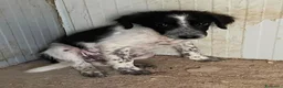 Meticcio cani in regalo: BIANCA E BERNIE - Annuncio 5