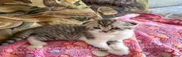 Scottish gatti in vendita: Cuccioli Scottish Fold e Straight con Pedigree - Annuncio 22