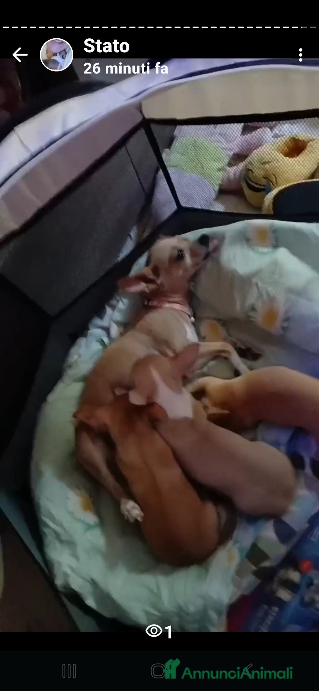 Chihuahua cani in vendita: Cuccioli di chihuahua deliziosi a Città metropolitana di Roma Capitale - Immagine 3