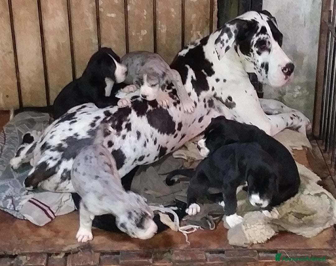 Alano cani in vendita: Alano arlecchino a Provincia di Cremona - Immagine 2