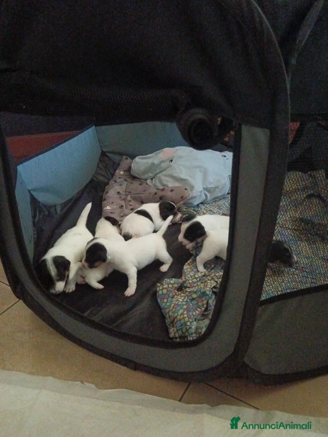 Jack Russell cani Bellissimi cuccioli di jack Russel terrier  - Annuncio 5