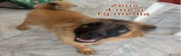 Meticcio cani in regalo: CUCCIOLI ABBANDONATI: EMERGENZA  a Città metropolitana di Milano - Annuncio 8