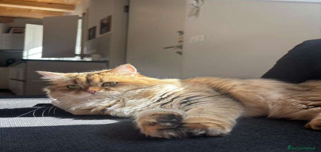 Immagine della galleria {{count}}