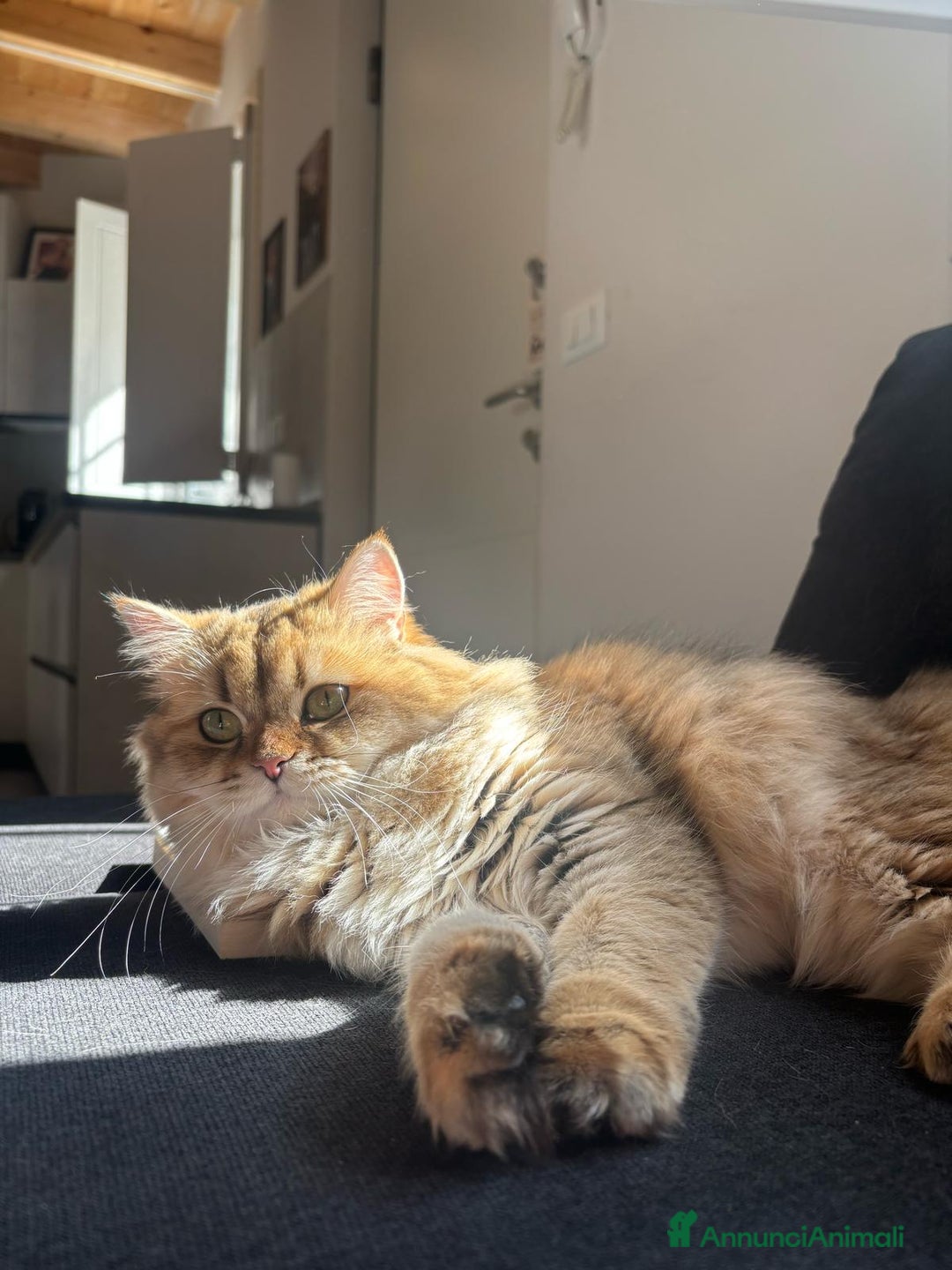 Immagine della galleria {{count}}