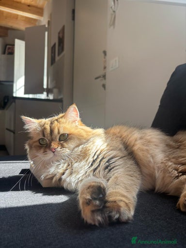 Immagine della galleria {{count}}