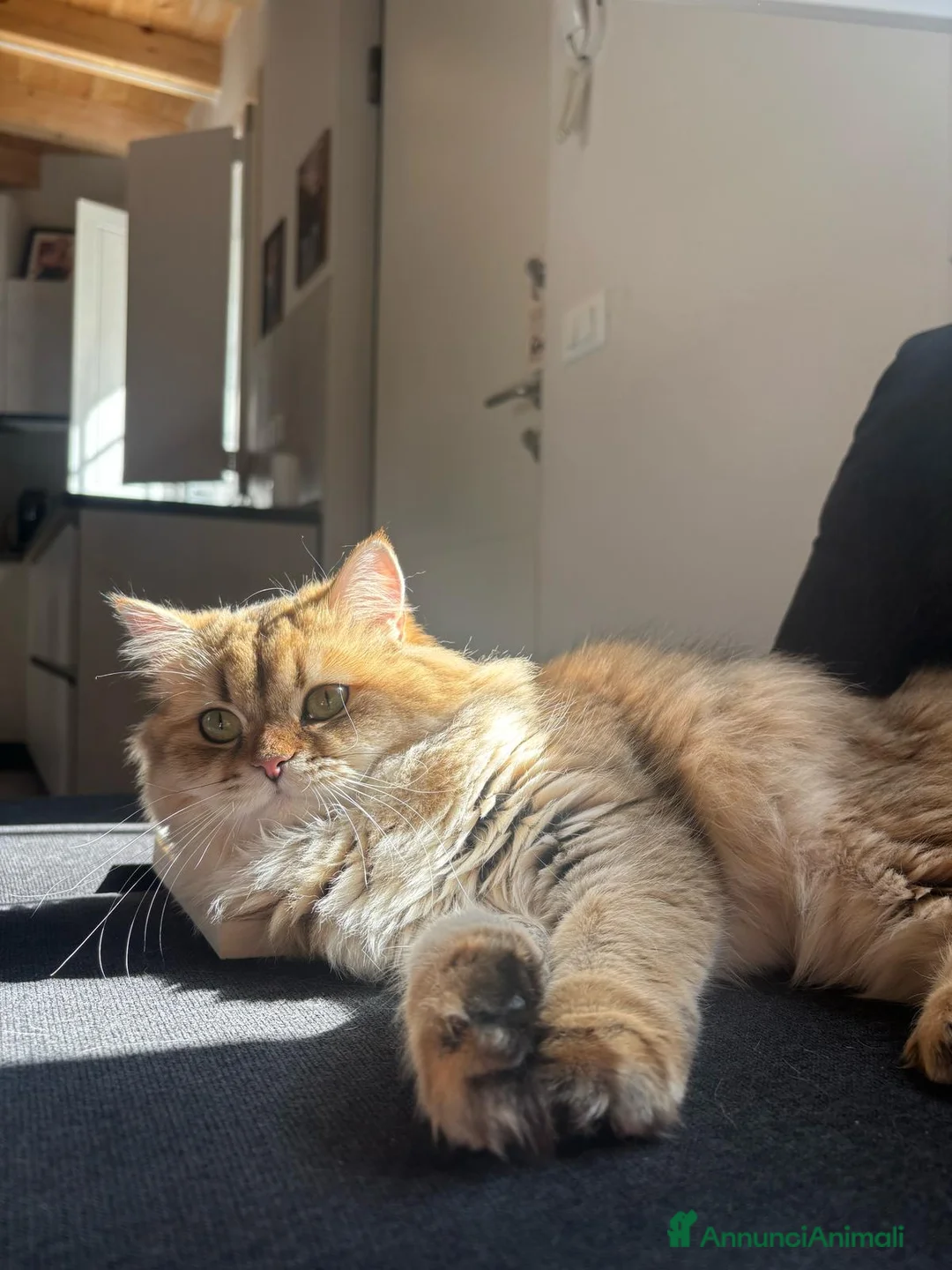 Immagine della galleria {{count}}