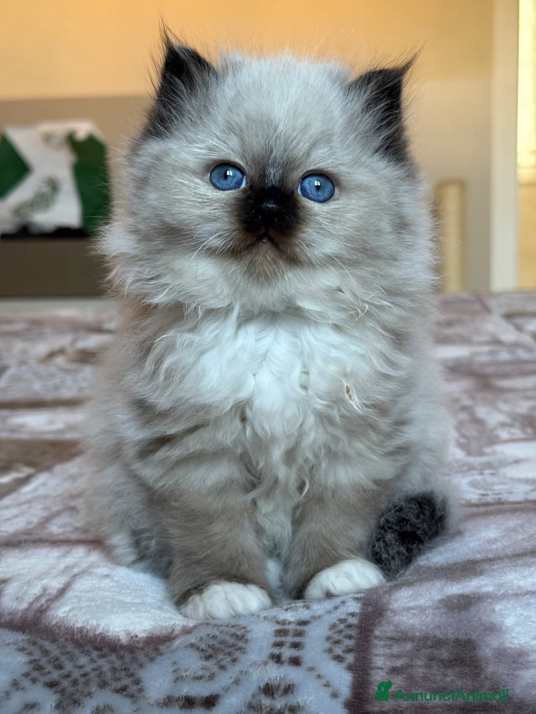 Sacro di Birmania gatti in vendita: Cucciola femmina con pedigree disp. da maggio - Annuncio 2