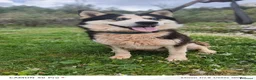 Meticcio cani in regalo: Simba, uno splendido simil Malamute - Annuncio 4