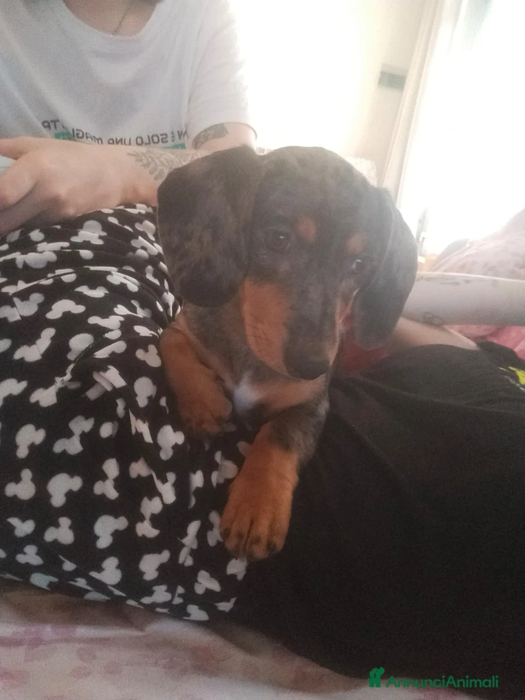 Immagine della galleria {{count}}