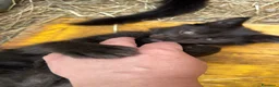 Maine Coon gatti in vendita: Cucciolo black smoke di maine coon (Tequila) - Annuncio 2