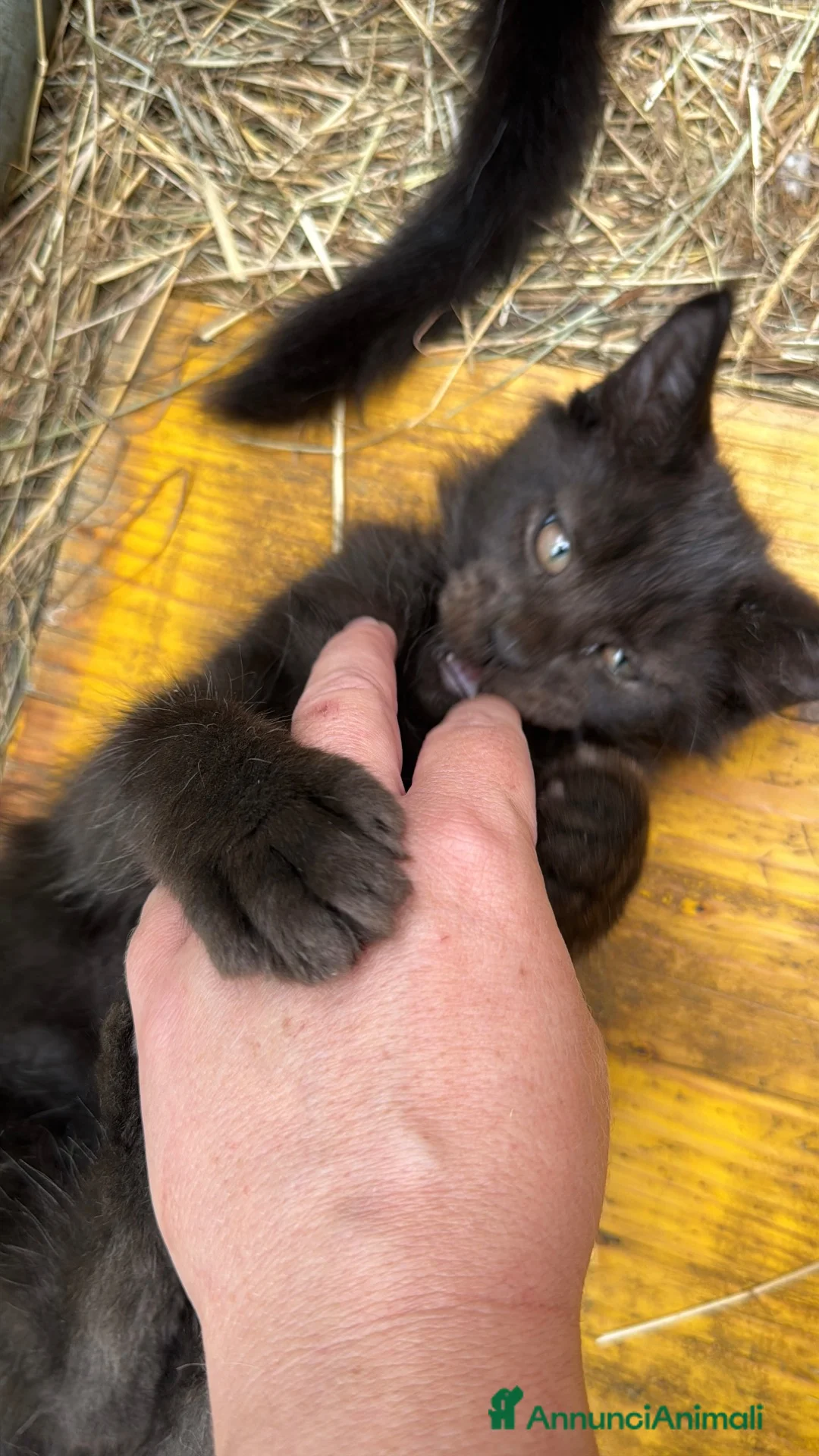 Maine Coon gatti in vendita: Cucciolo black smoke di maine coon (Tequila) - Annuncio 2