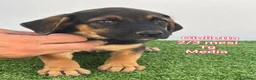 Meticcio cani in regalo: CUCCIOLI IN CERCA DI FAMIGLIE  a Provincia di Prato - Annuncio 9