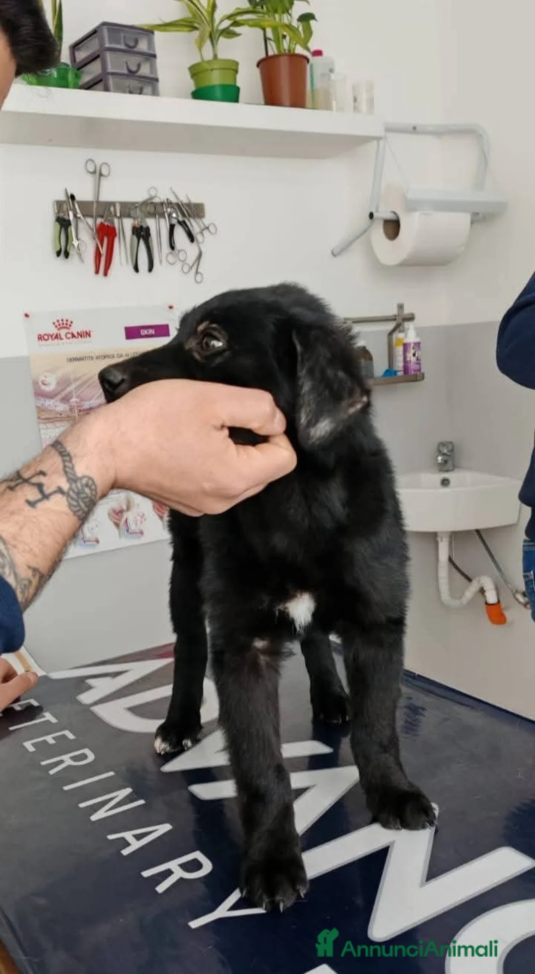 Meticcio cani in regalo: 3 mesi, femmina simil Labrador  - Annuncio 2