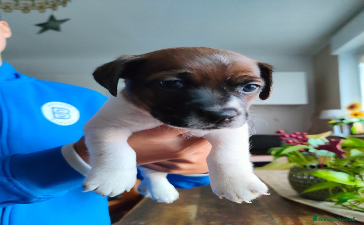 Jack Russell cani - Annuncio 4