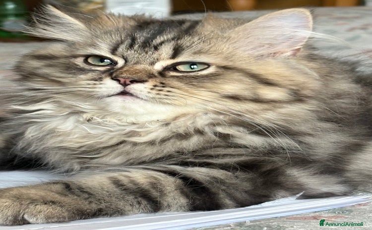 Persiano gatti a Provincia di Novara - Annuncio 9