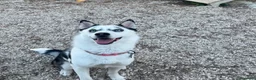 Husky cani in vendita: Husky Siberian puro a Provincia di Isernia - Annuncio 6