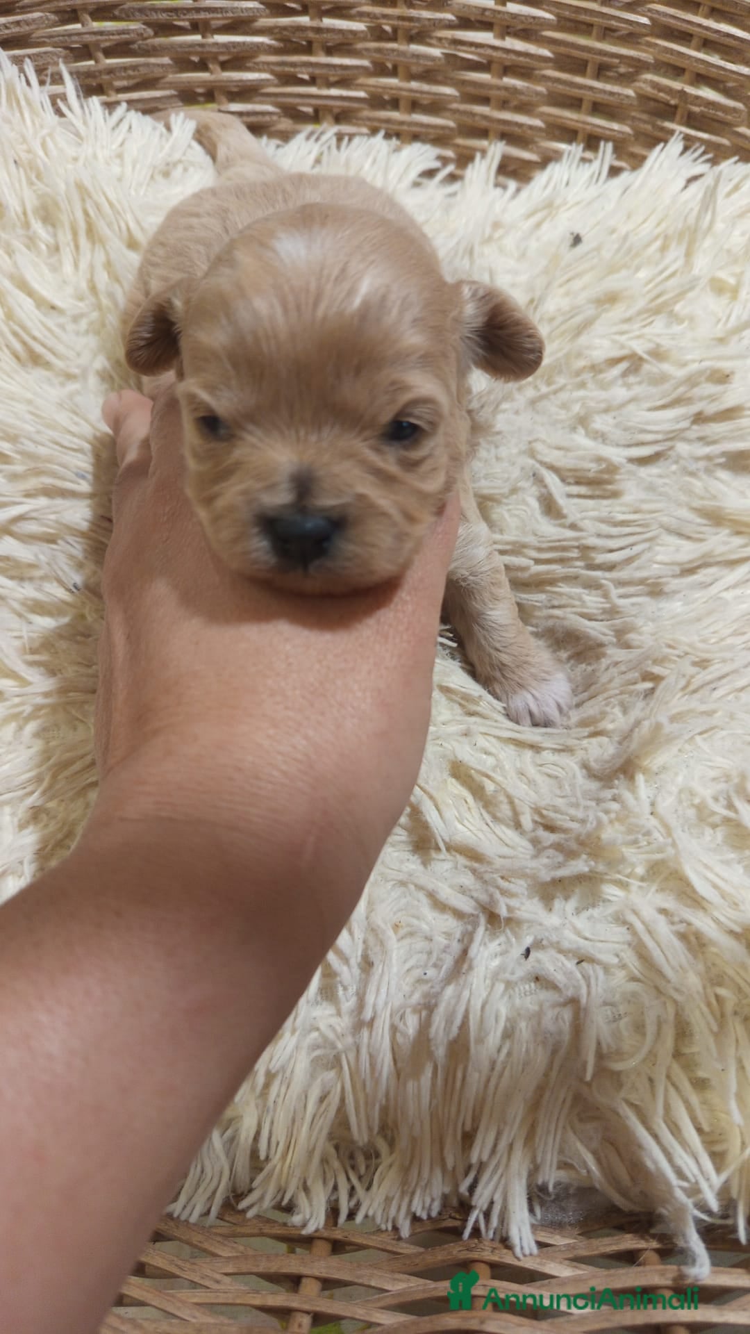 Meticcio cani in vendita: Cuccioli di Maltipoo toy, disponibili da metà mese - Annuncio 3