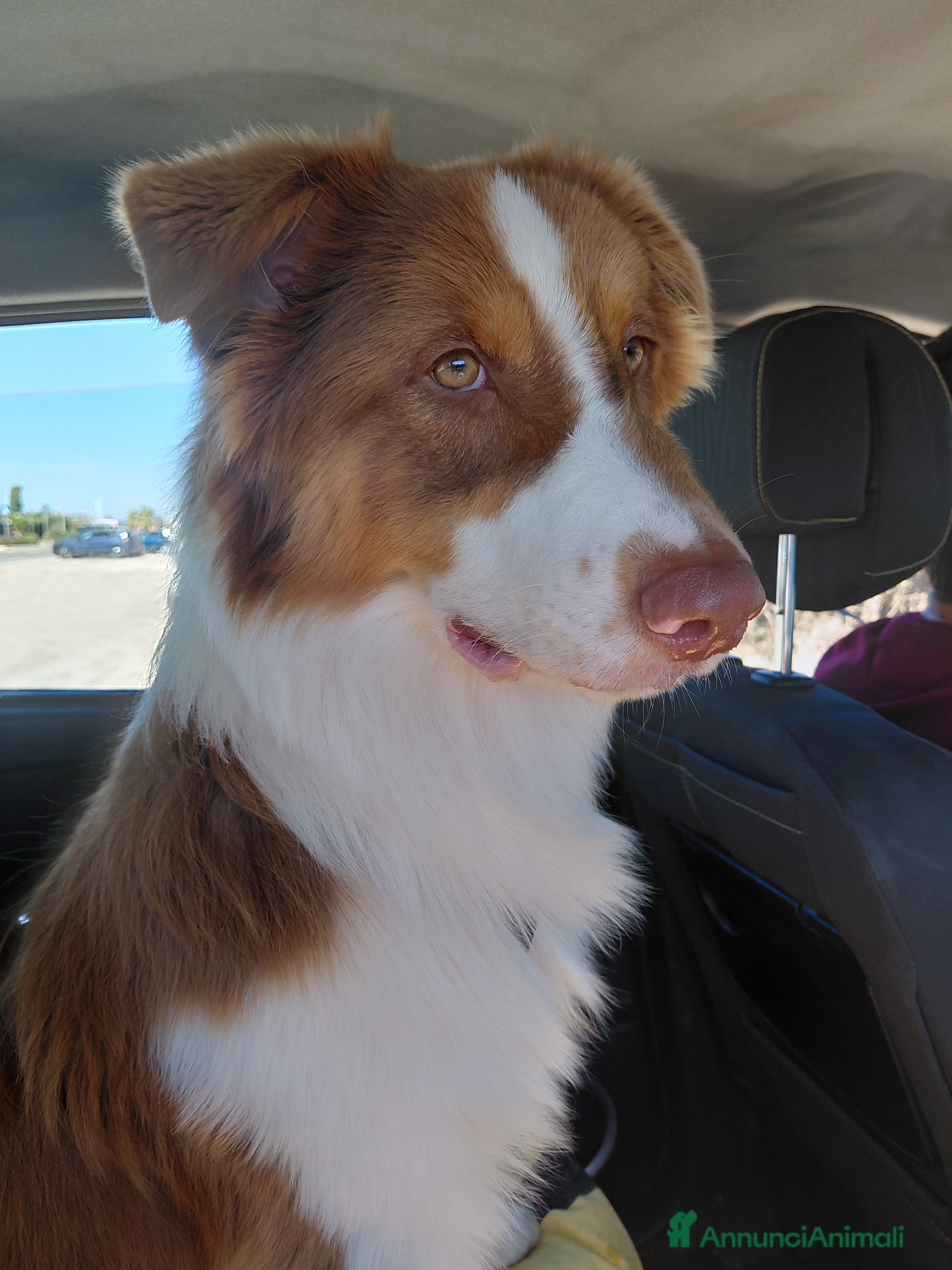 Australian Shepherd cani Pastore australiano  - Annuncio 16