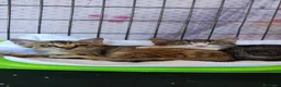 Meticcio gatti in regalo: Merlino tenerissimo gattino - Annuncio 2