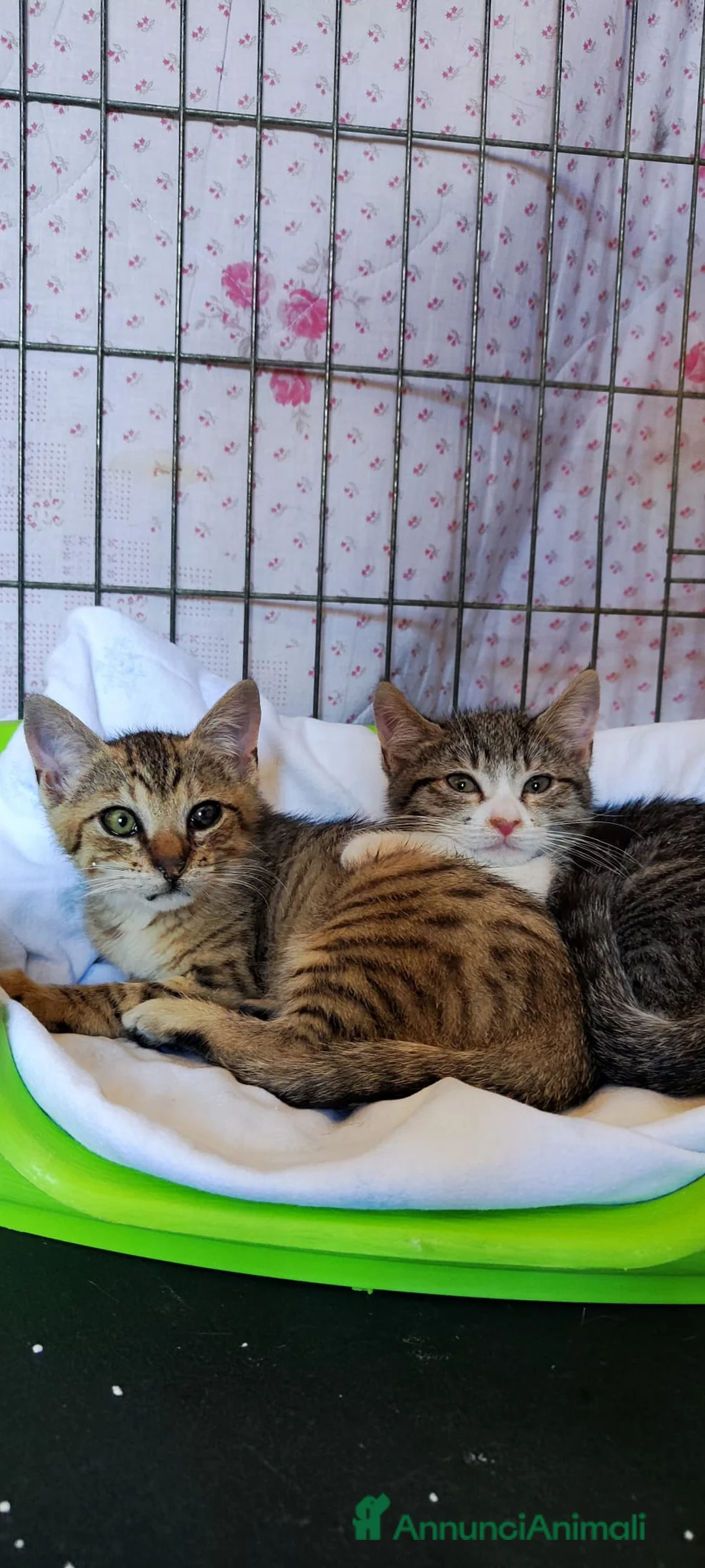 Meticcio gatti in regalo: Merlino tenerissimo gattino - Annuncio 2
