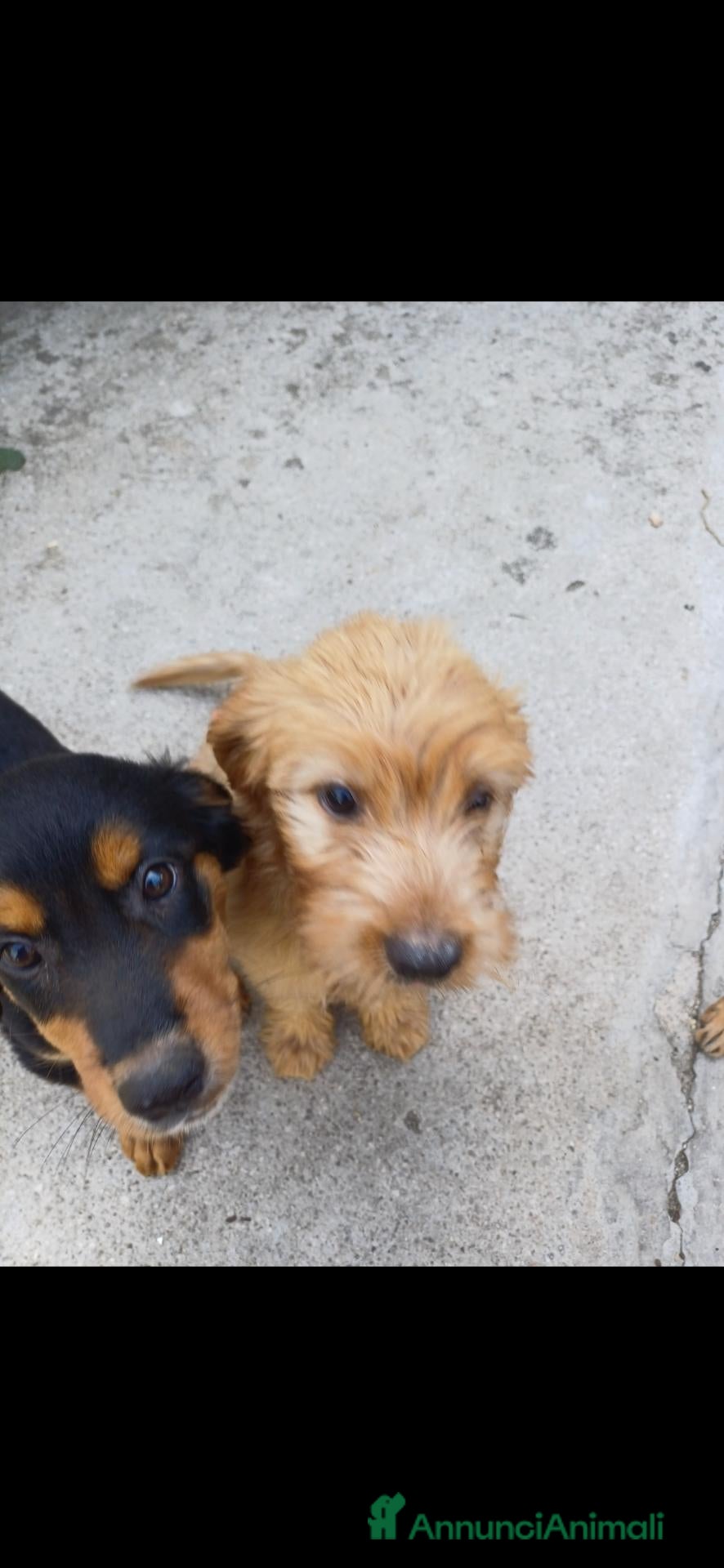 Meticcio cani Regalo 3 cucciole femmine - Annuncio 5