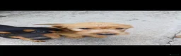 Meticcio cani in regalo: Regalo 3 cucciole femmine - Annuncio 1