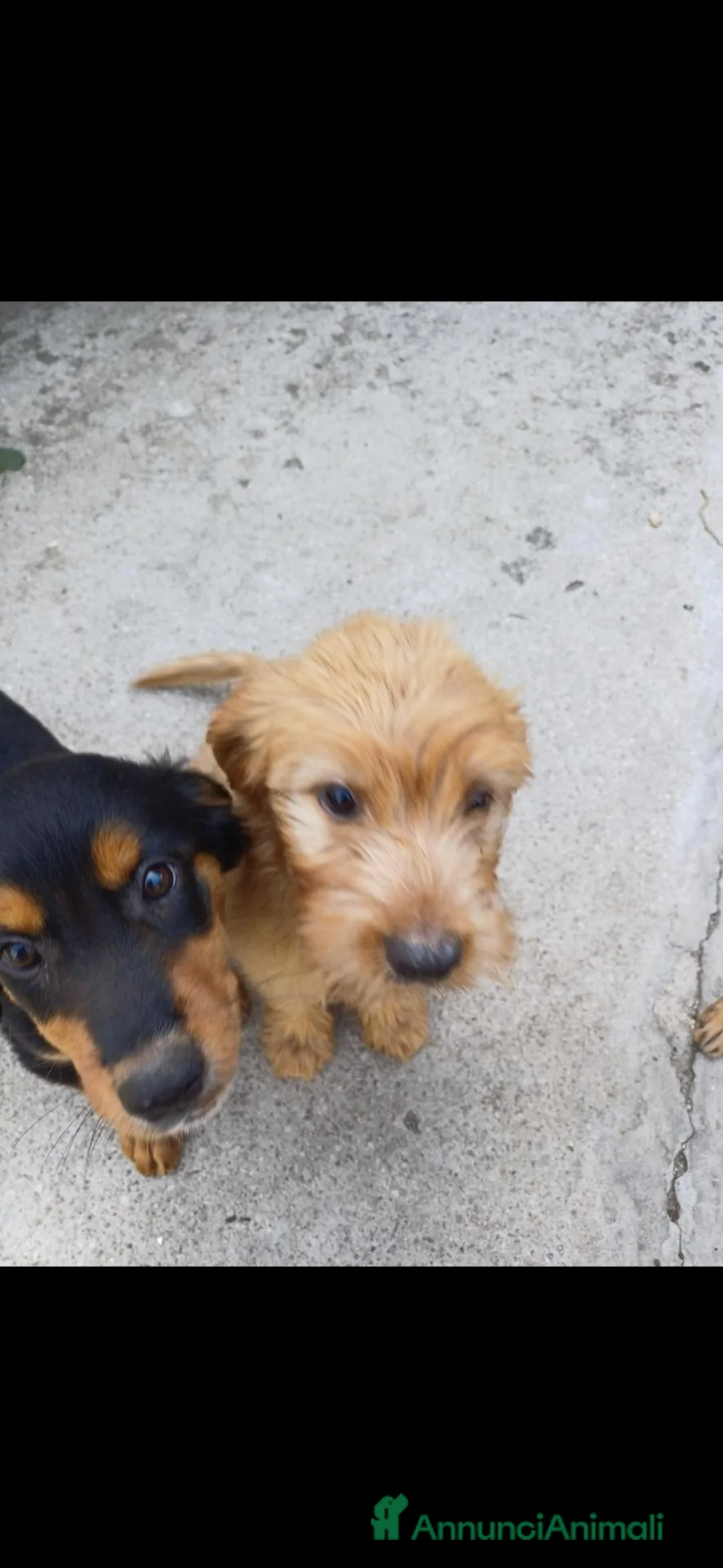 Meticcio cani in regalo: Regalo 3 cucciole femmine - Annuncio 1