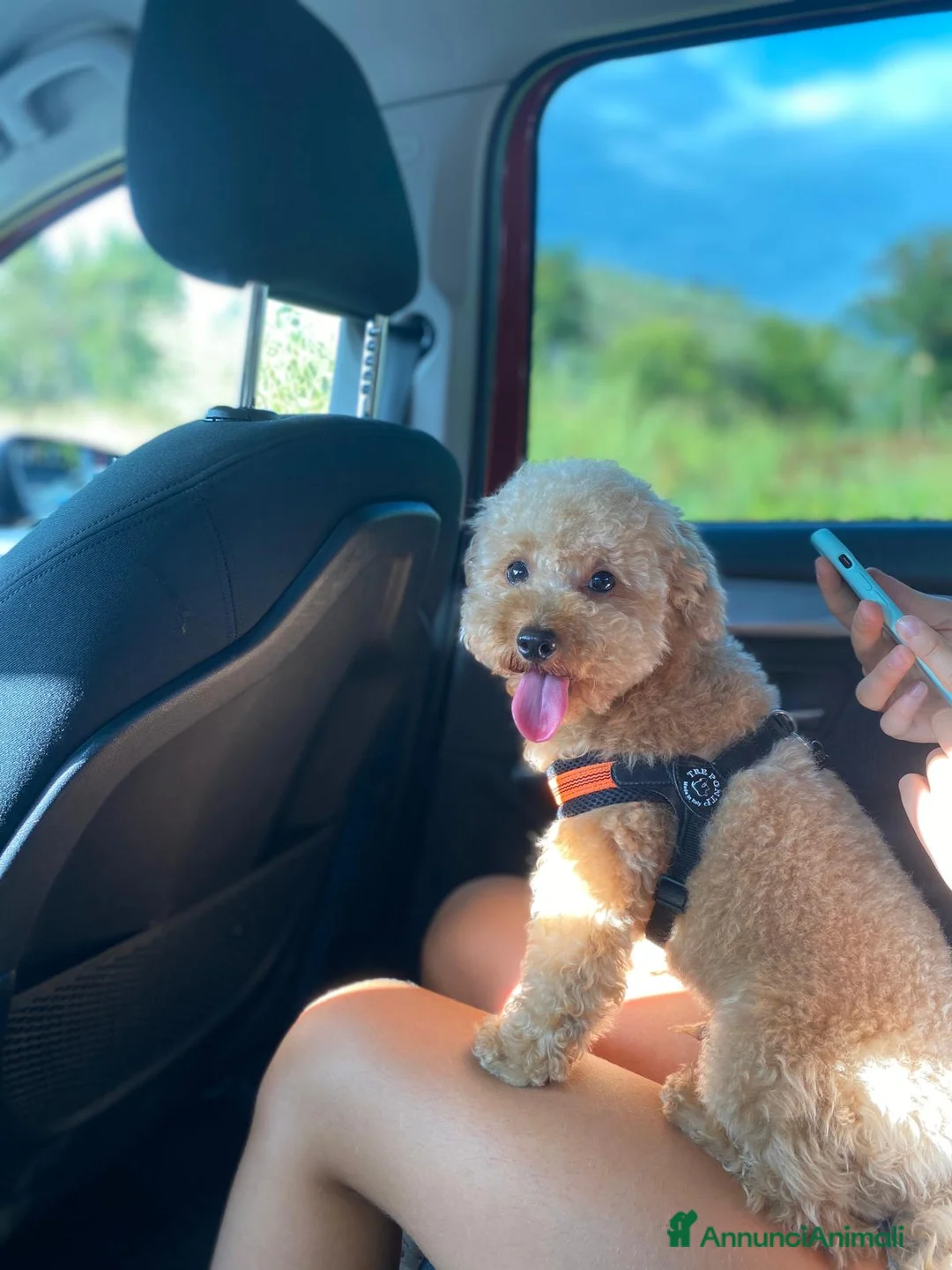 Barboncino Toy cani per accoppiamento: Barboncino toy maschio disponibile per monta  - Annuncio 1