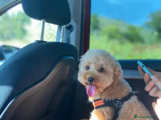 Barboncino Toy cani Barboncino toy maschio disponibile per monta - Annuncio 7